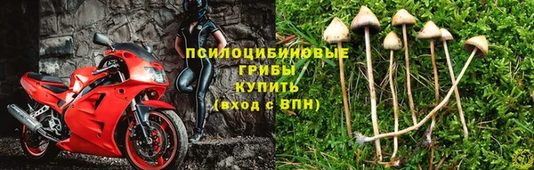 каннабис Новозыбков